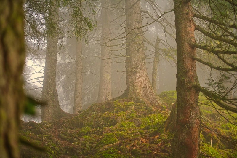 Forest walk
